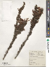 Erica glandulosa image