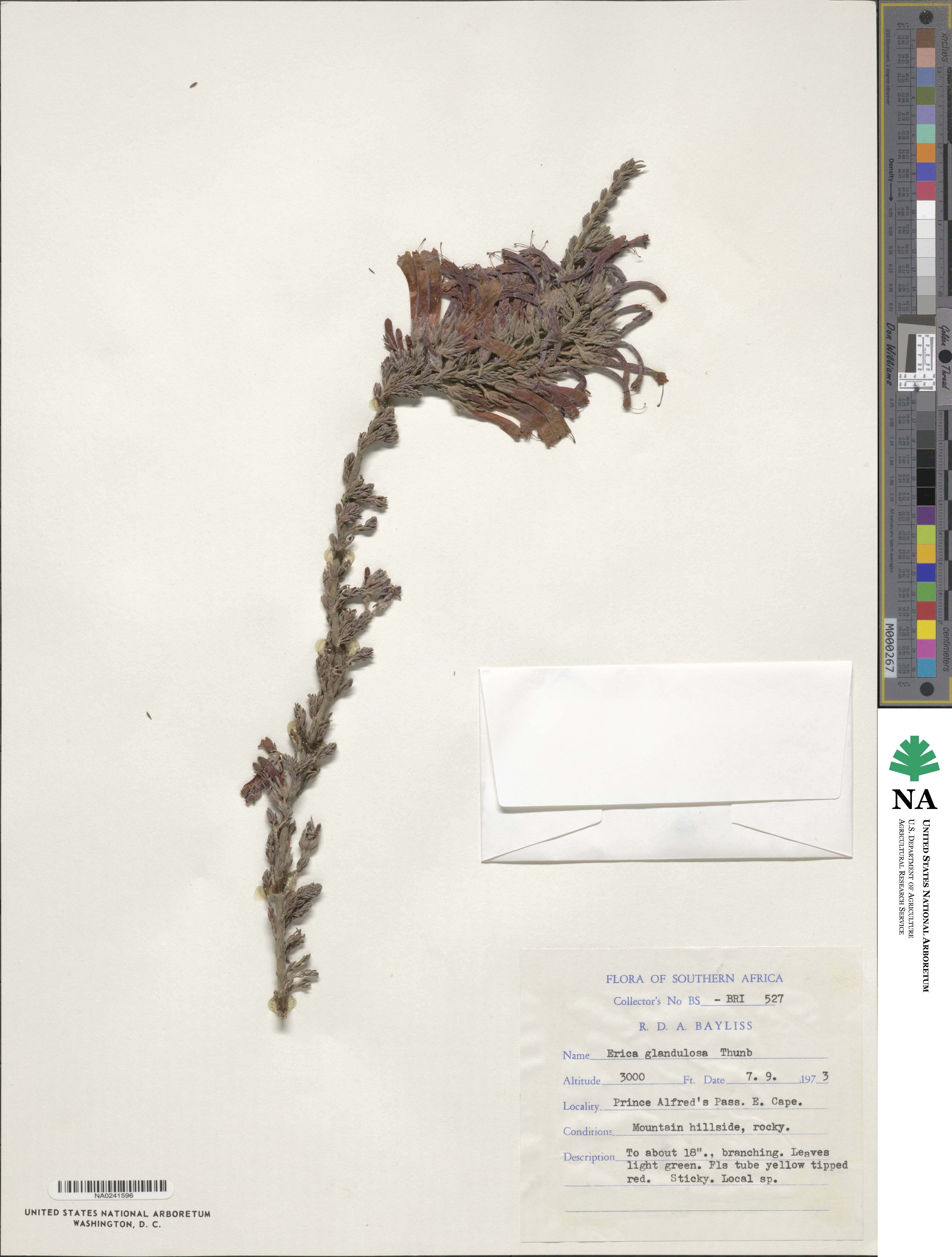Erica glandulosa image