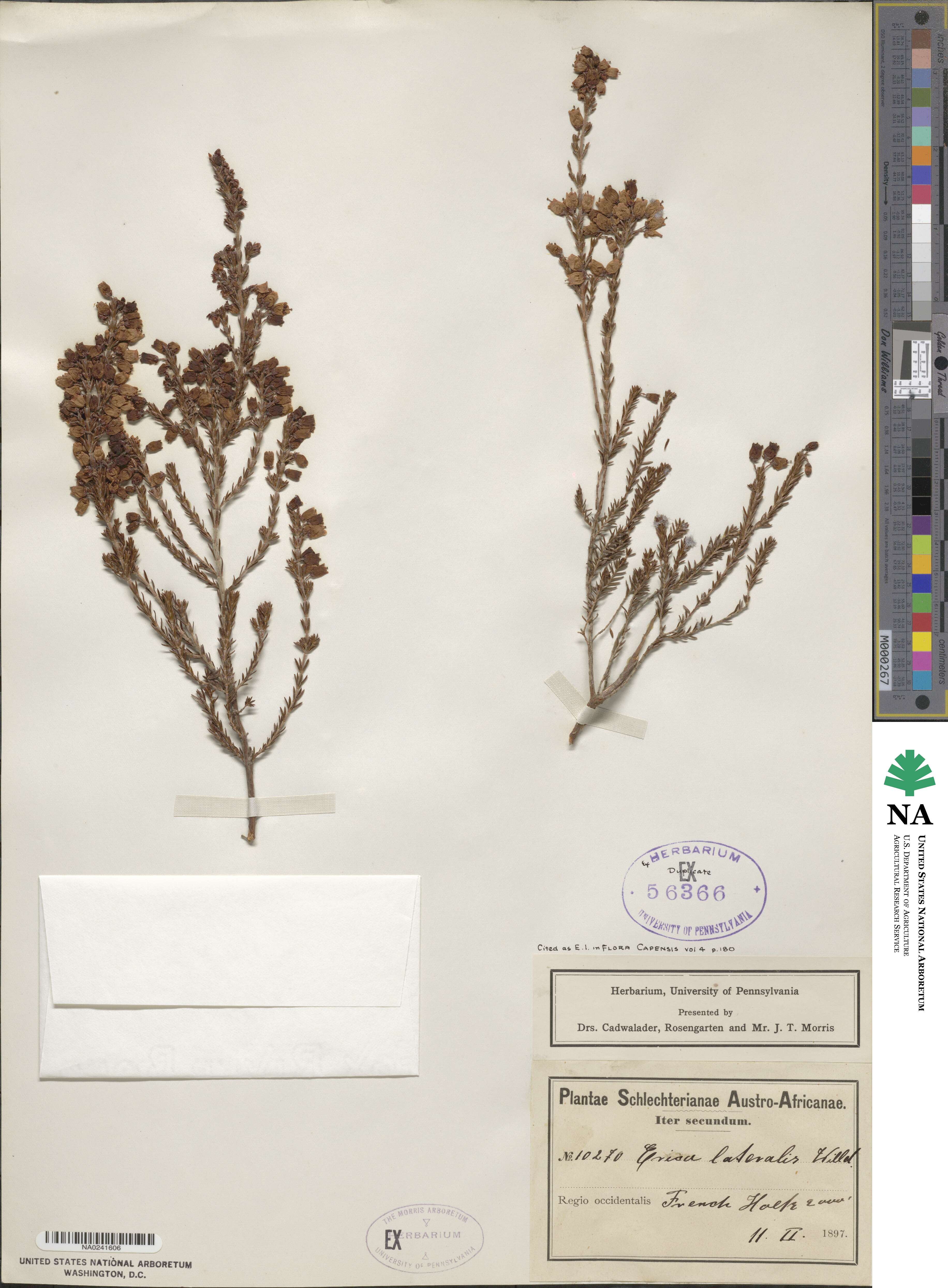 Erica lateralis image