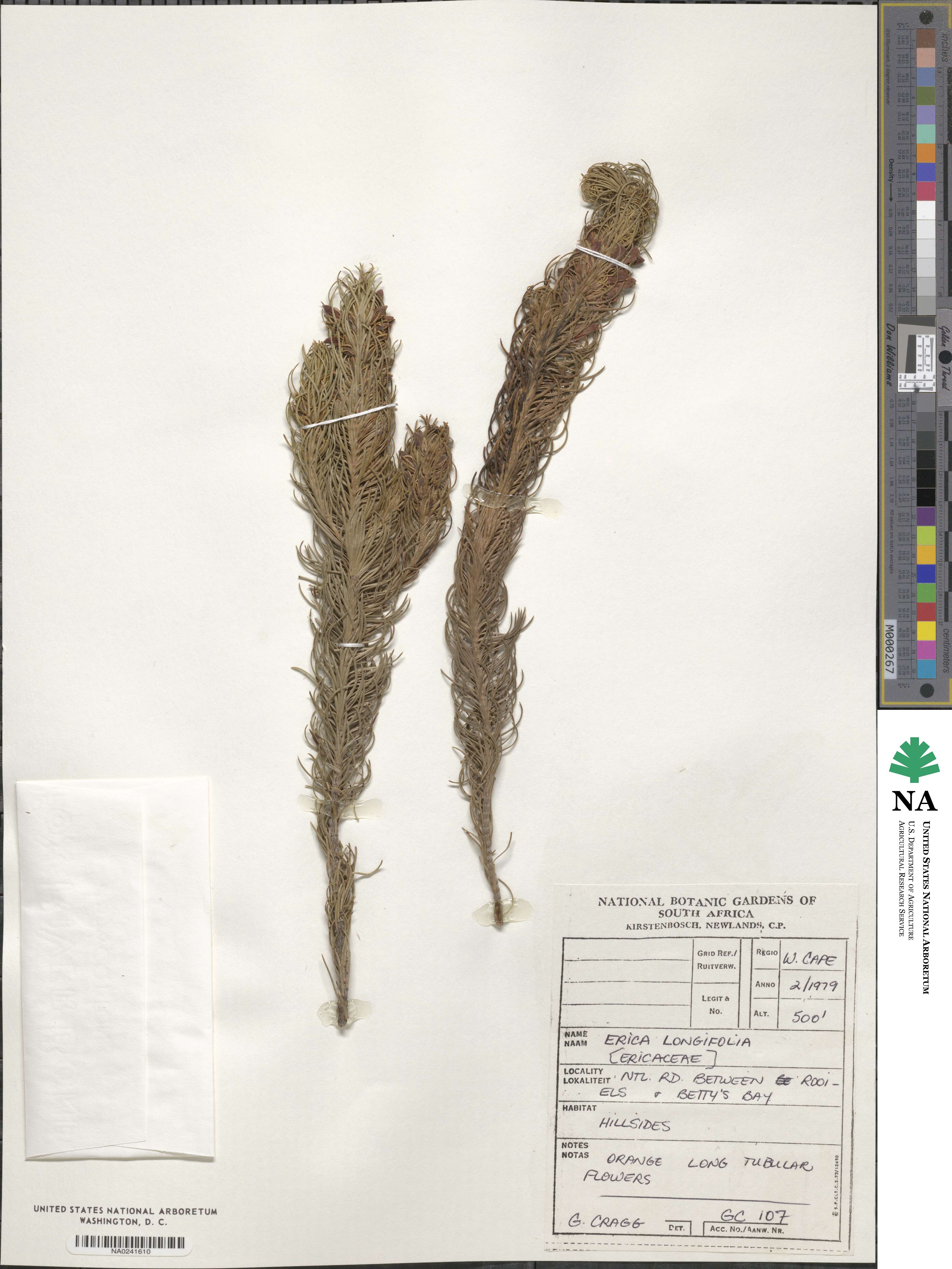 Erica longifolia image