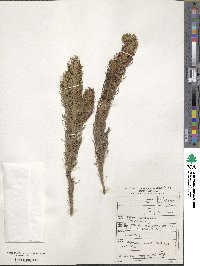 Erica longifolia image