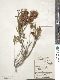 Erica mammosa image