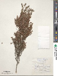 Erica melanthera image