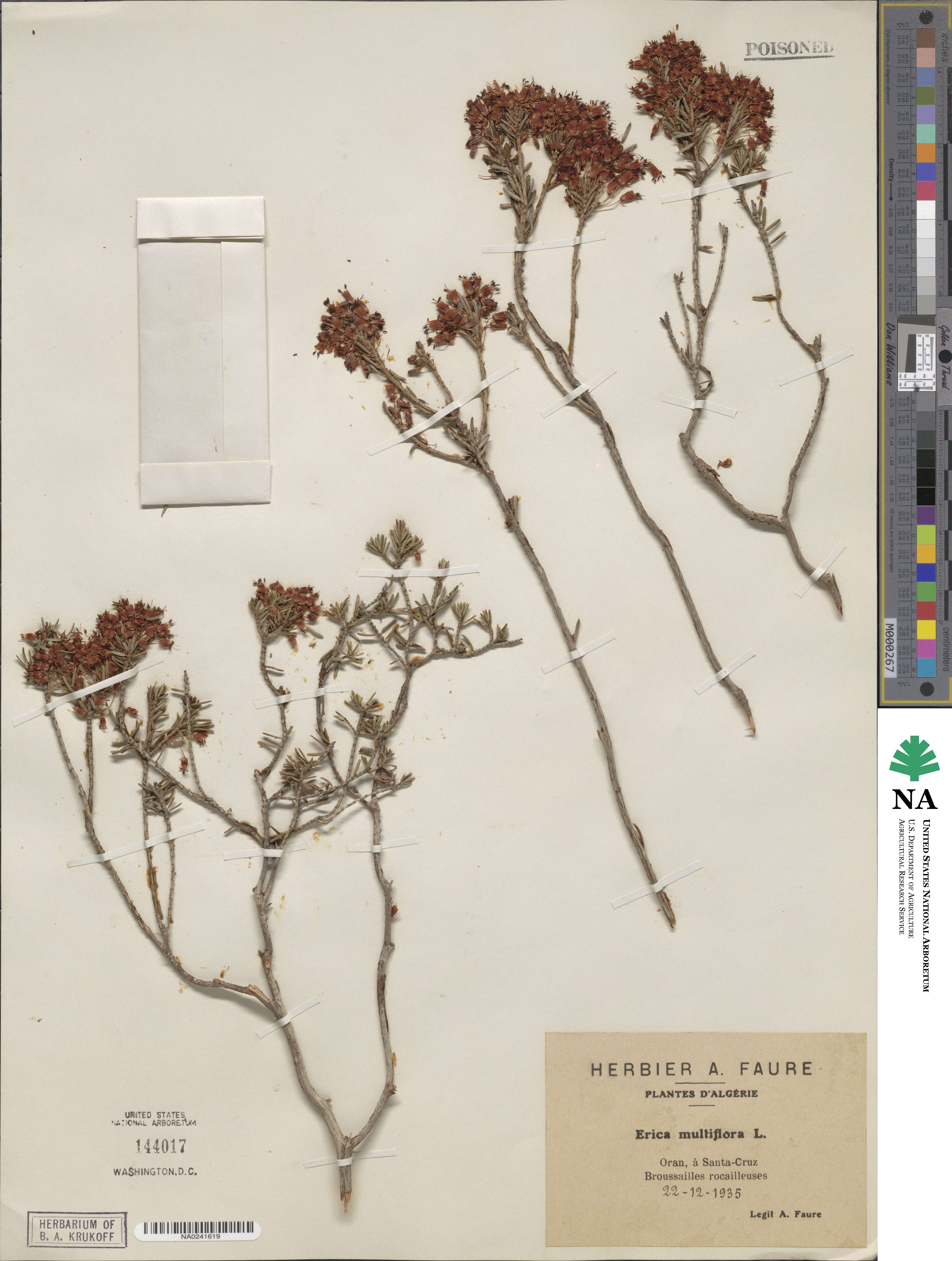 Erica multiflora image