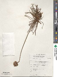 Armeria maritima subsp. californica image