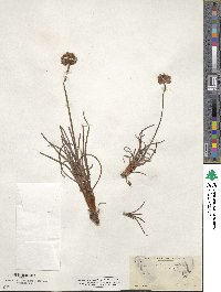 Armeria vulgaris image