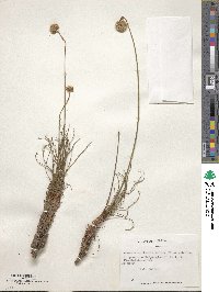 Armeria maritima subsp. andina image