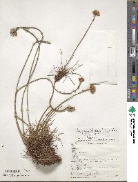 Armeria maritima subsp. elongata image