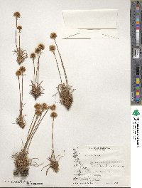 Armeria maritima subsp. elongata image