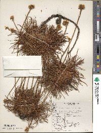 Armeria maritima subsp. elongata image