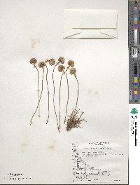 Armeria maritima subsp. elongata image