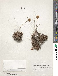 Armeria curvifolia image