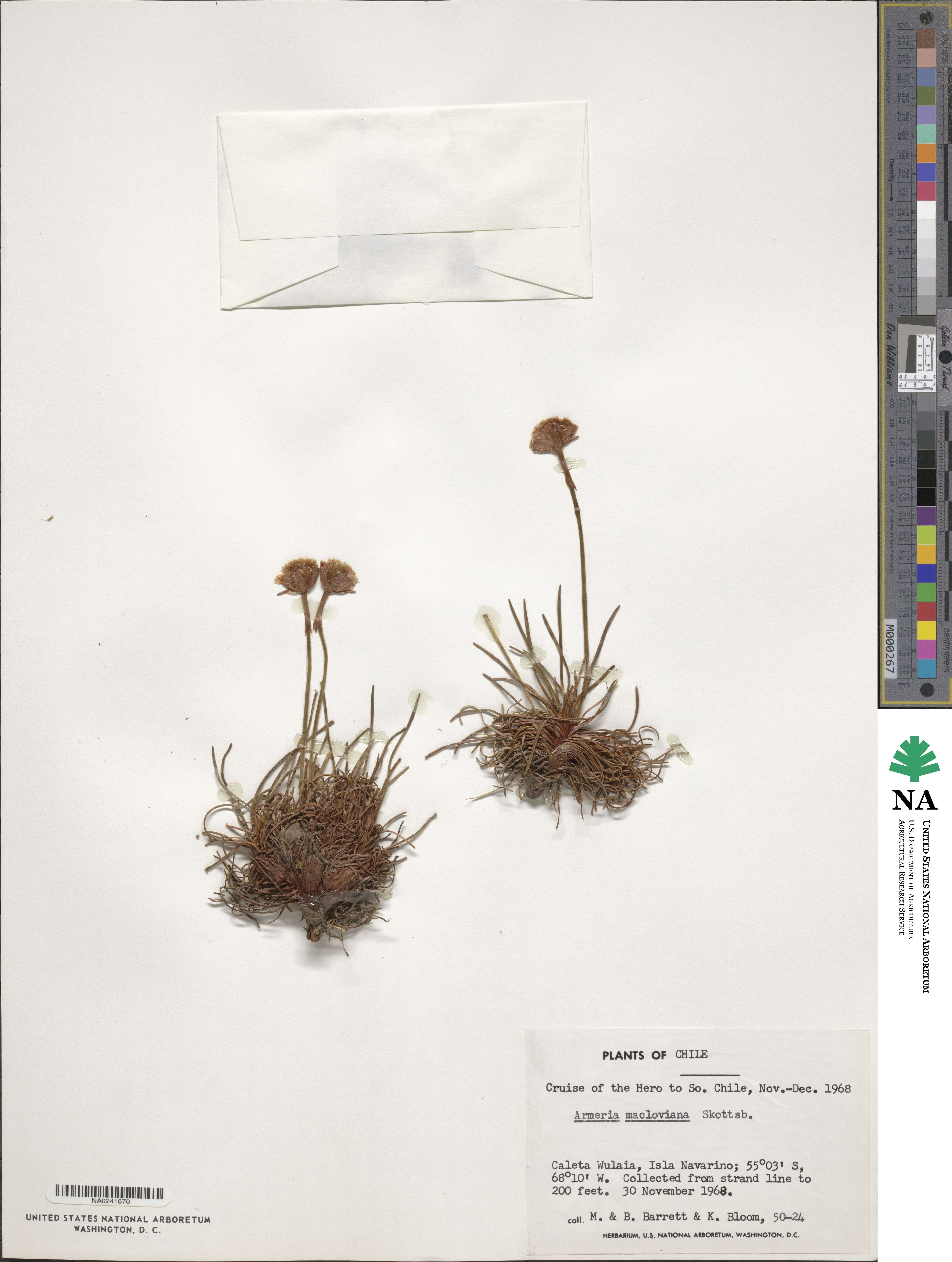 Armeria maritima subsp. andina image