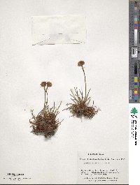 Armeria maritima subsp. andina image