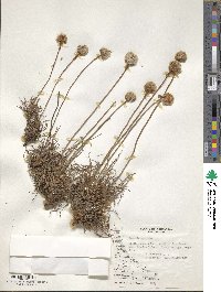 Armeria maritima image