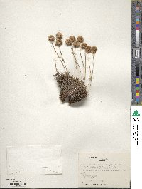 Armeria maritima subsp. andina image