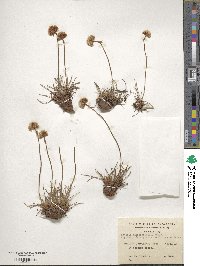 Armeria maritima subsp. andina image