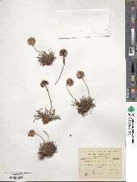 Armeria maritima subsp. andina image