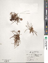 Armeria maritima subsp. andina image