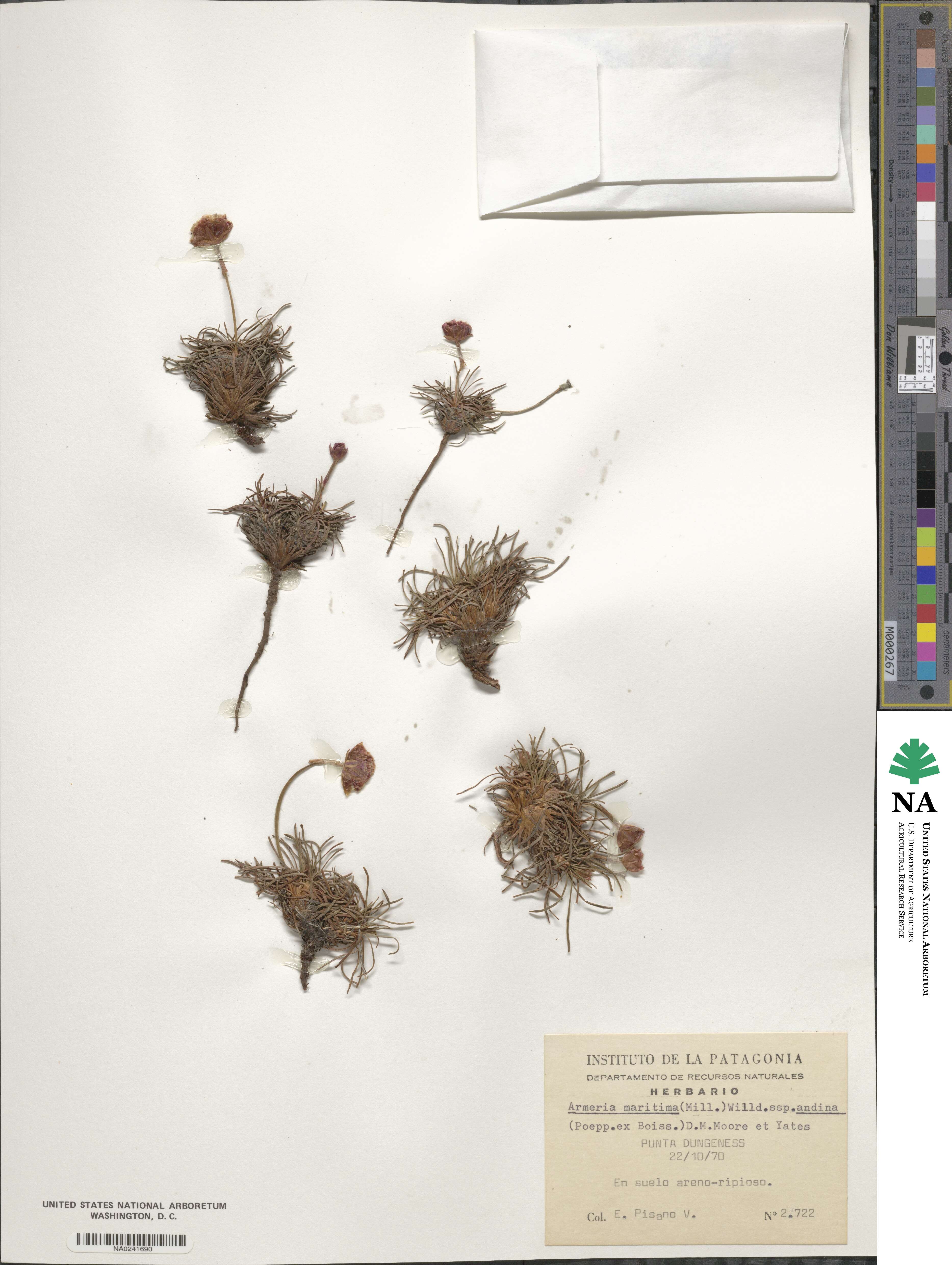 Armeria maritima subsp. andina image