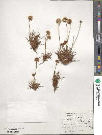 Armeria maritima subsp. andina image