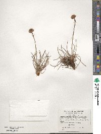 Armeria maritima subsp. andina image