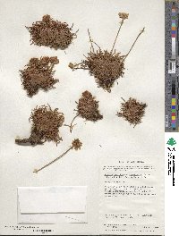 Armeria curvifolia image