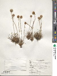 Armeria curvifolia image