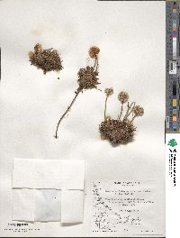 Armeria curvifolia image