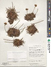 Armeria curvifolia image