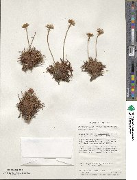 Armeria curvifolia image