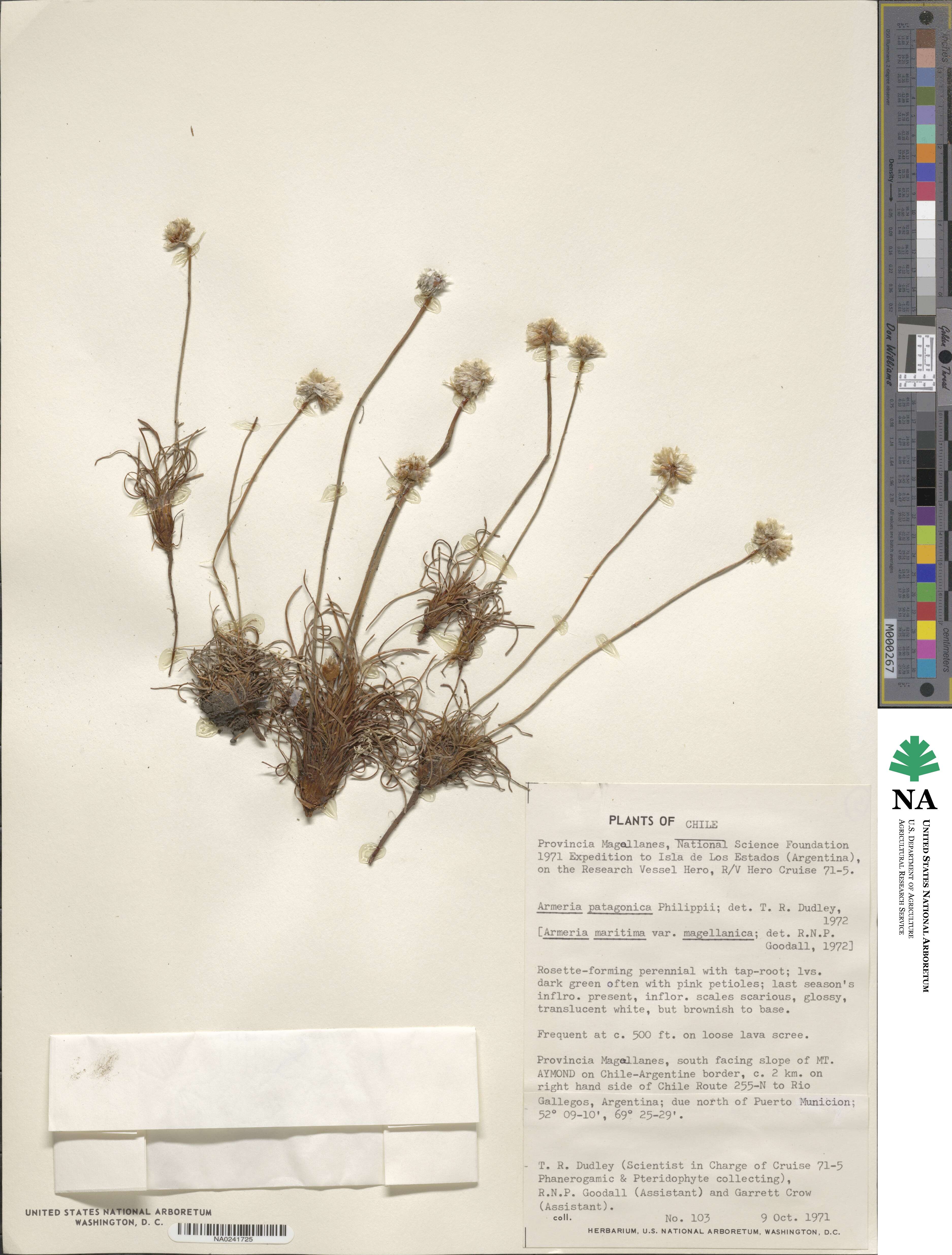 Armeria maritima subsp. andina image