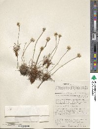 Armeria maritima subsp. andina image