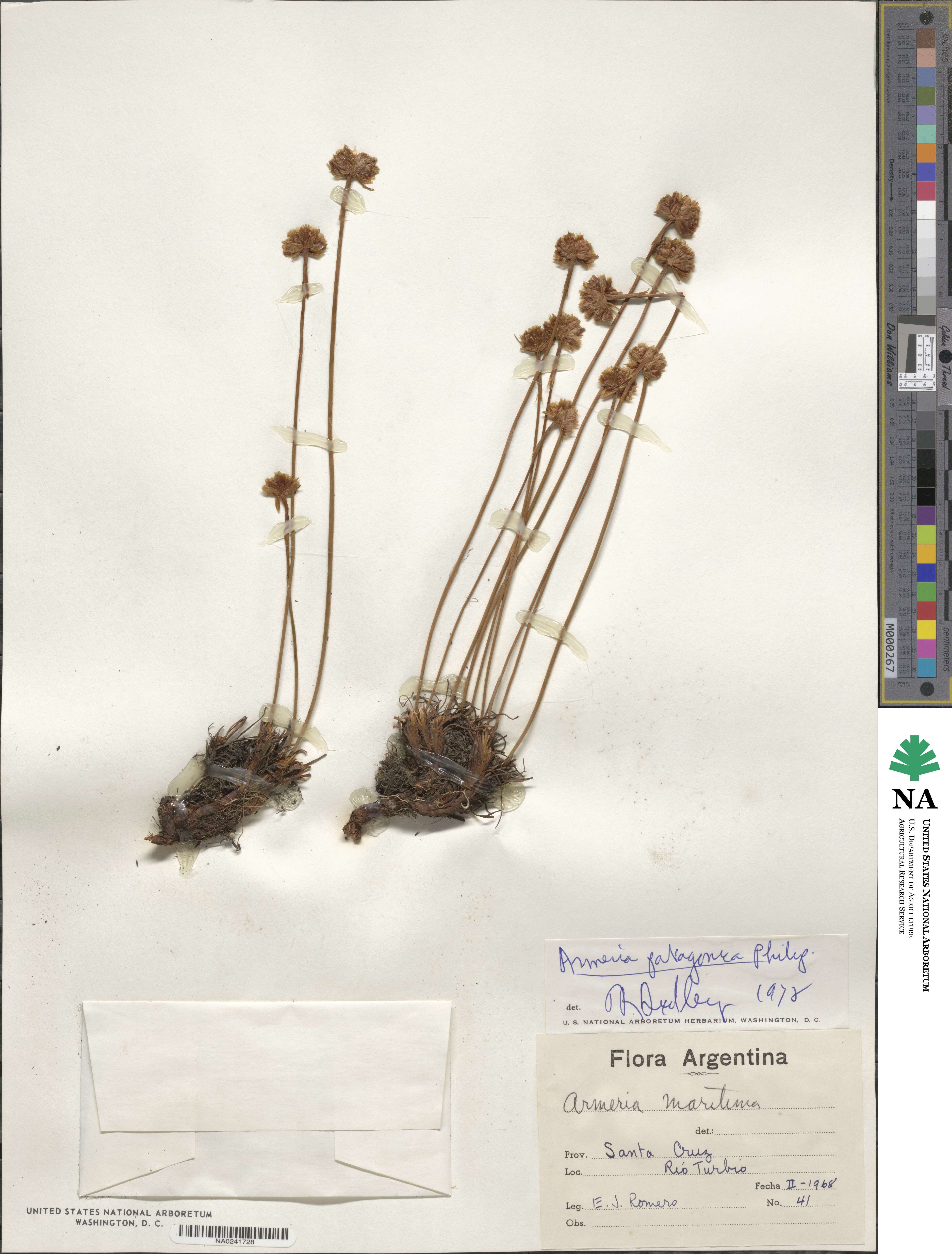 Armeria maritima subsp. andina image