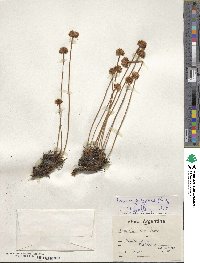 Armeria maritima subsp. andina image