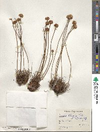 Armeria maritima subsp. andina image