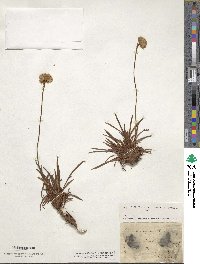 Armeria alpina image