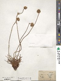 Armeria maritima subsp. elongata image