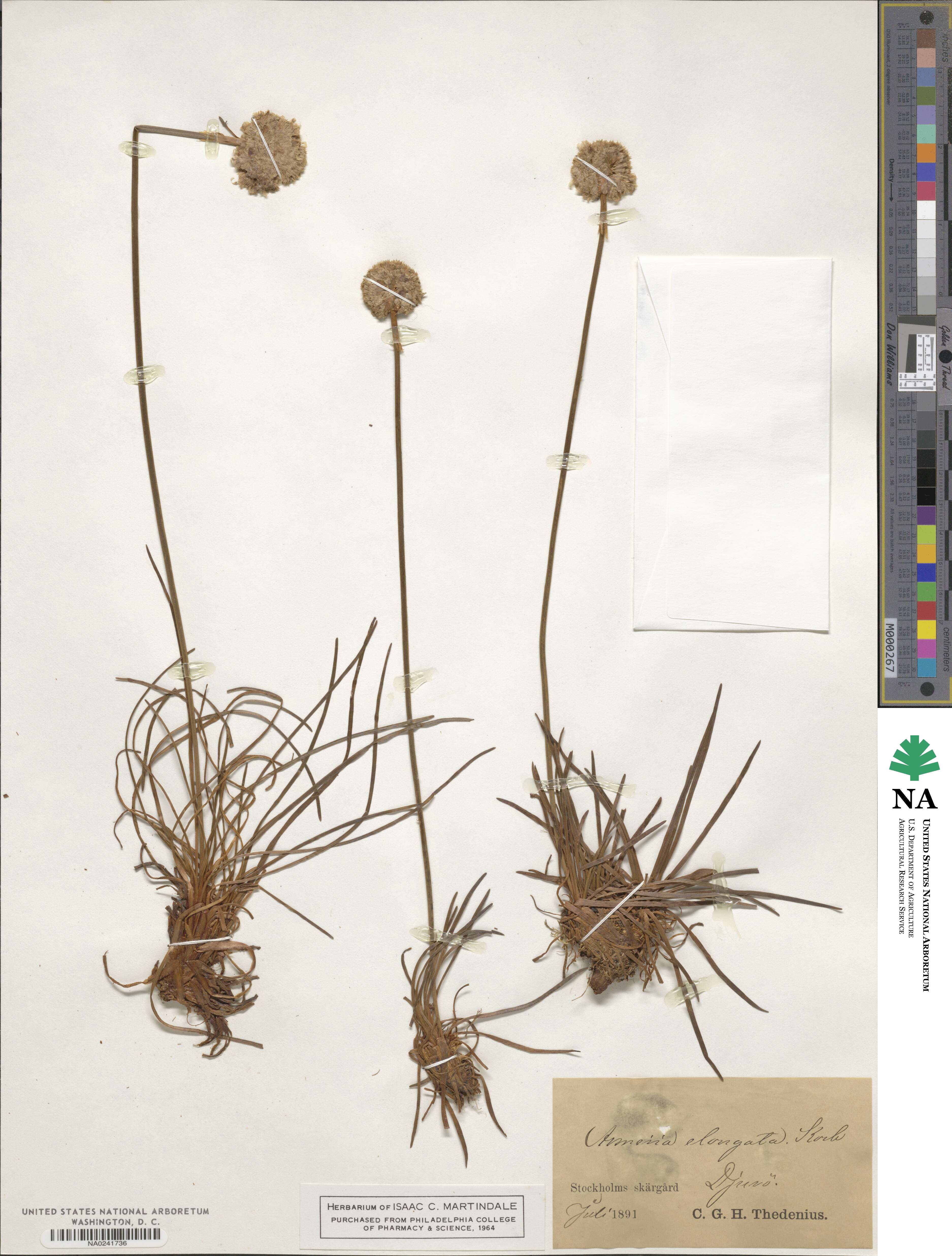 Armeria maritima subsp. elongata image