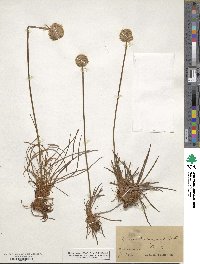 Armeria maritima subsp. elongata image