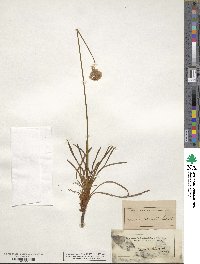 Armeria maritima subsp. elongata image