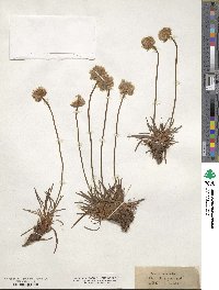 Armeria maritima image