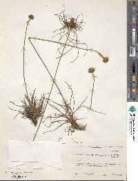 Armeria maritima subsp. elongata image