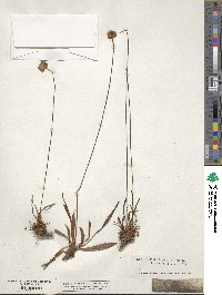 Armeria plantaginea image