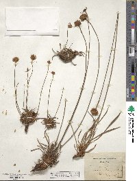 Armeria plantaginea image