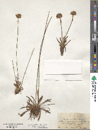 Armeria plantaginea image