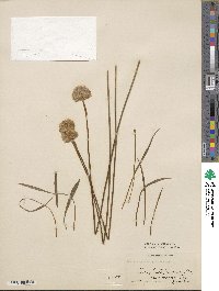 Armeria formosa image