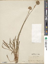 Armeria formosa image