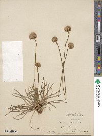 Armeria alliacea subsp. alliacea image