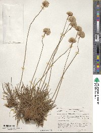 Armeria maritima image